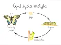 Cykl życia motyla: jajo, larwa, poczwarka, dorosły motyl. Ilustracja przedstawia wszystkie etapy rozwoju motyla.