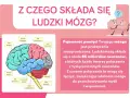 Ilustracja przedstawia schemat ludzkich części mózgu z etykietami, wyjaśniając jego budowę i pojemność pamięci.
