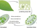 Schemat wyjaśnia, fotosynteza co to. Pokazuje przekrój liścia, komórkę liścia i chloroplast z jego strukturami, gdzie zachodzi ten proces.
