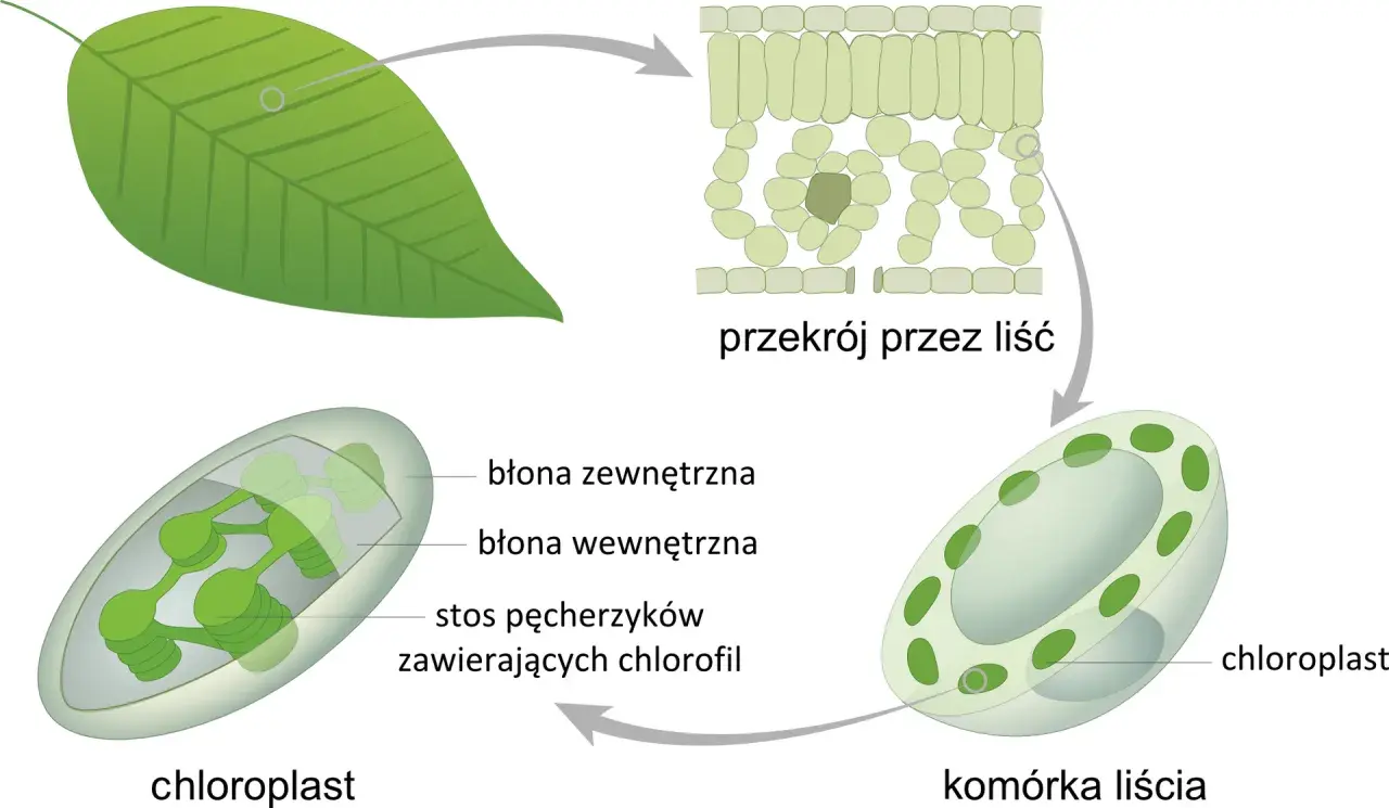 Schemat wyjaśnia, fotosynteza co to. Pokazuje przekrój liścia, komórkę liścia i chloroplast z jego strukturami, gdzie zachodzi ten proces.