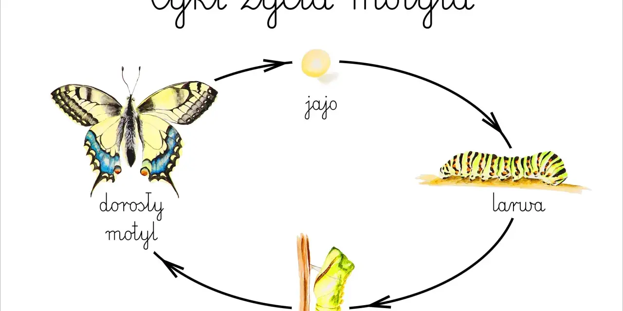 Cykl życia motyla: jajo, larwa, poczwarka, dorosły motyl. Ilustracja przedstawia wszystkie etapy rozwoju motyla.