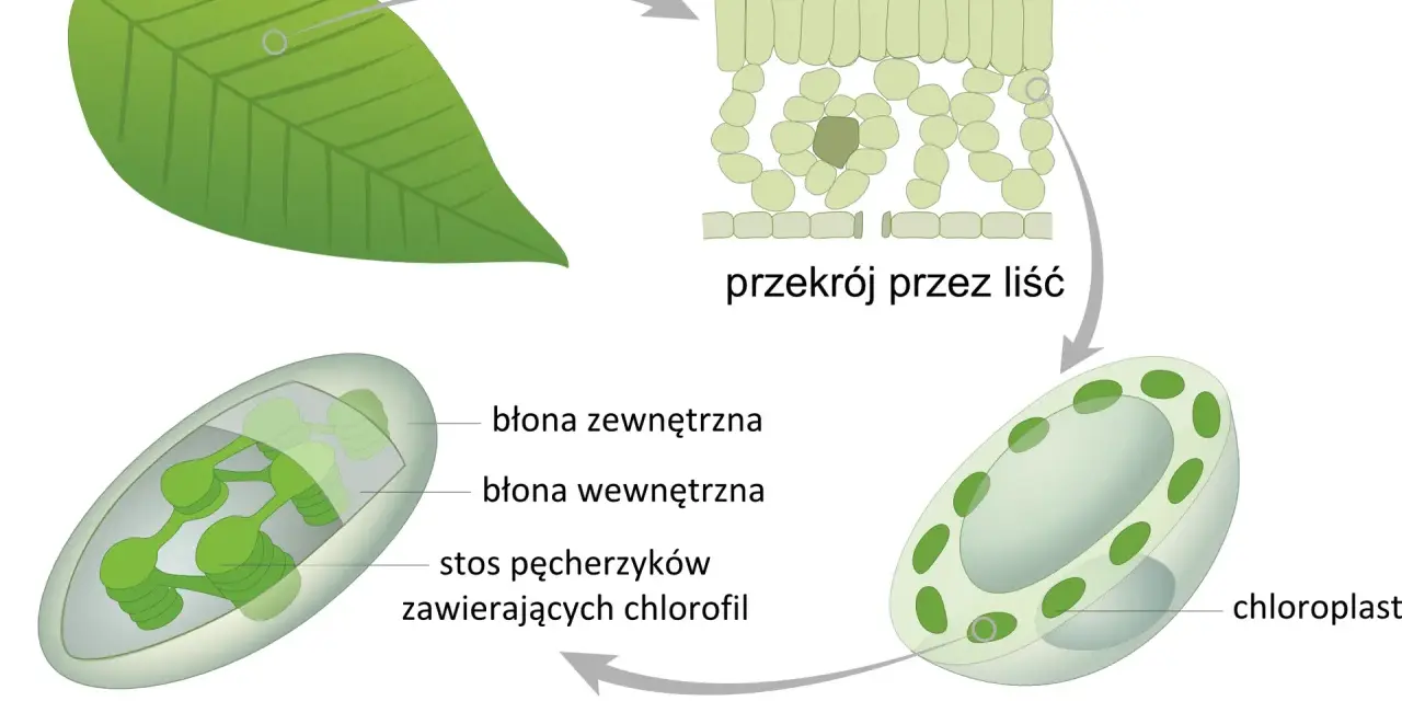 Schemat wyjaśnia, fotosynteza co to. Pokazuje przekrój liścia, komórkę liścia i chloroplast z jego strukturami, gdzie zachodzi ten proces.