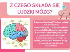 Ilustracja przedstawia schemat ludzkich części mózgu z etykietami, wyjaśniając jego budowę i pojemność pamięci.