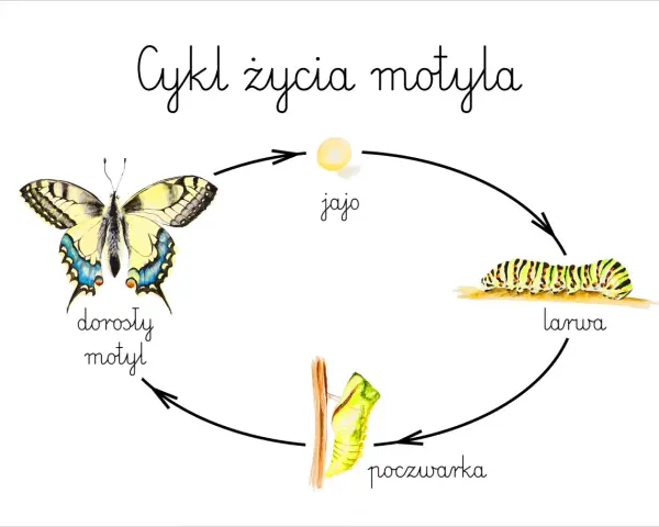 Cykl życia motyla: jajo, larwa, poczwarka, dorosły motyl. Ilustracja przedstawia wszystkie etapy rozwoju motyla.
