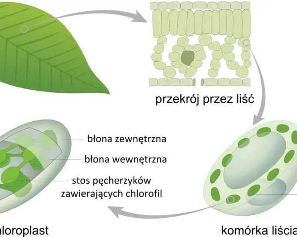 Schemat wyjaśnia, fotosynteza co to. Pokazuje przekrój liścia, komórkę liścia i chloroplast z jego strukturami, gdzie zachodzi ten proces.