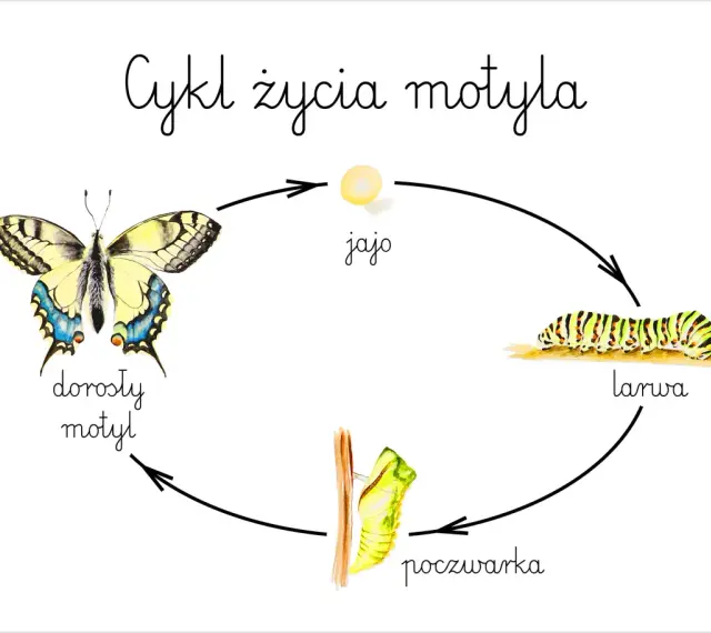 Cykl życia motyla: jajo, larwa, poczwarka, dorosły motyl. Ilustracja przedstawia wszystkie etapy rozwoju motyla.