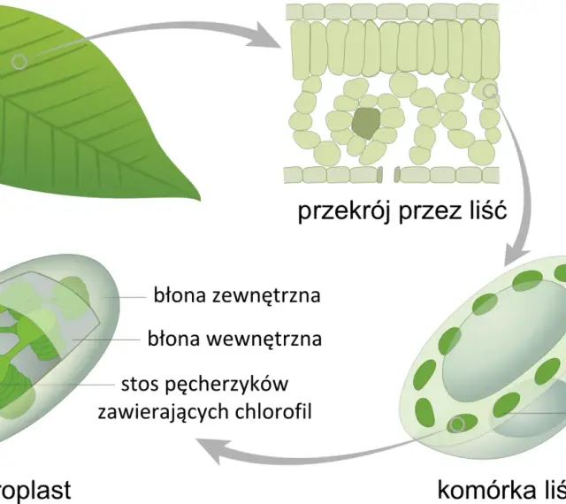 Schemat wyjaśnia, fotosynteza co to. Pokazuje przekrój liścia, komórkę liścia i chloroplast z jego strukturami, gdzie zachodzi ten proces.
