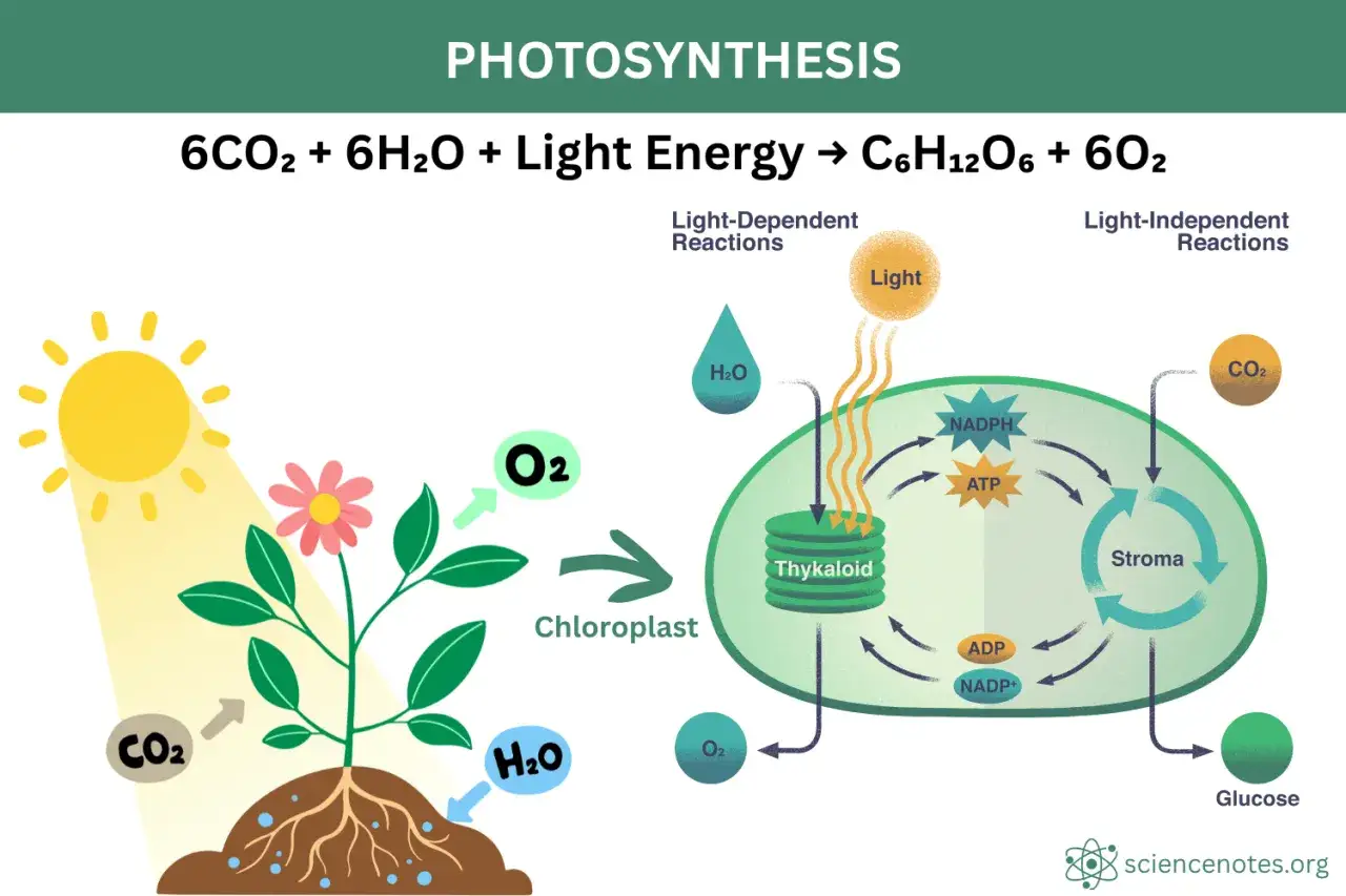 Ilustracja procesu fotosyntezy: roślina pobiera CO2 i H2O, a dzięki energii światła w chloroplastach powstaje tlen i glukoza.