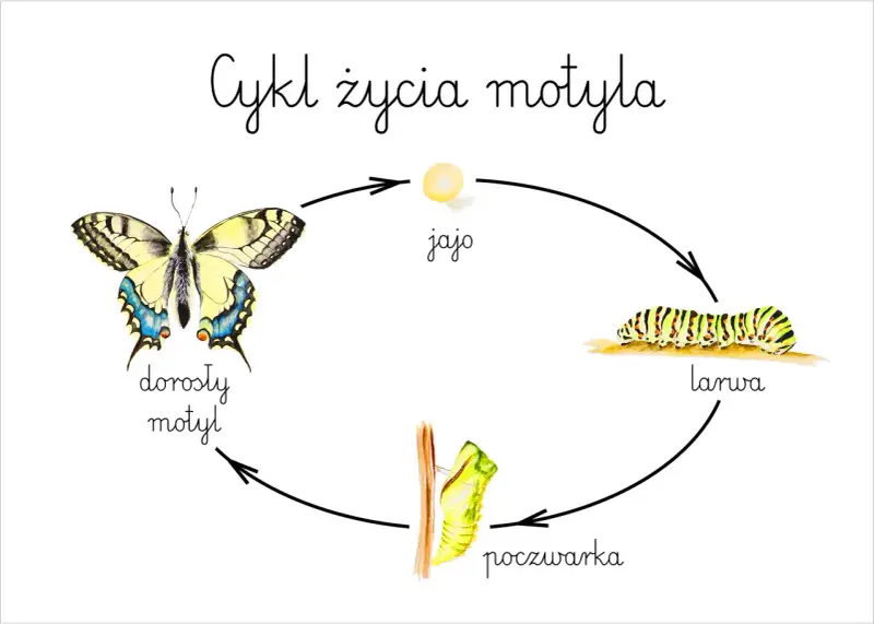 Cykl życia motyla: jajo, larwa, poczwarka, dorosły motyl. Ilustracja przedstawia wszystkie etapy rozwoju motyla.