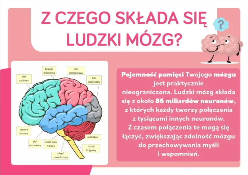 Ilustracja przedstawia schemat ludzkich części mózgu z etykietami, wyjaśniając jego budowę i pojemność pamięci.